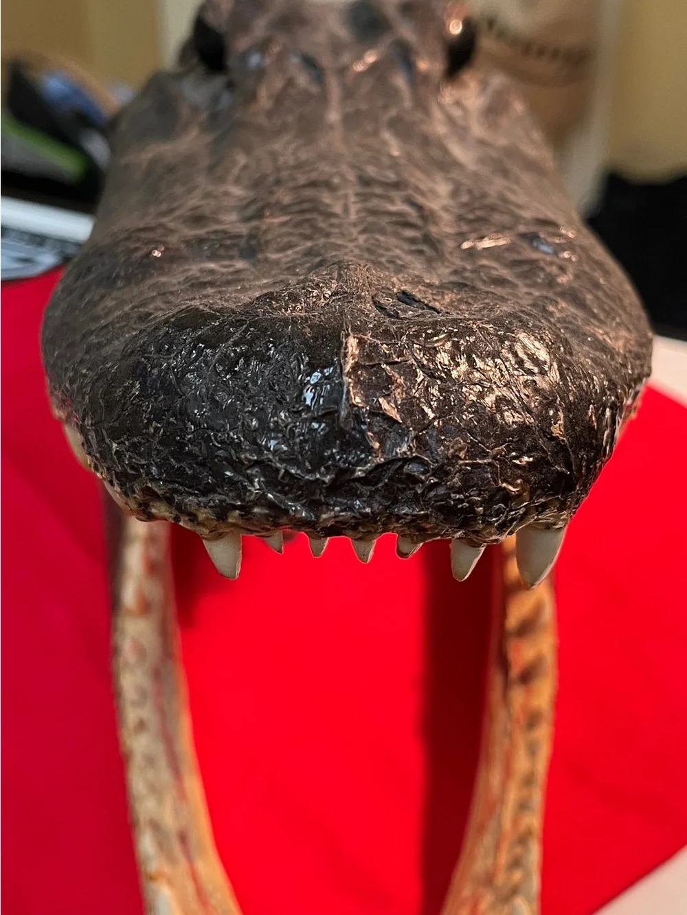Real Alligator Head Reptile Habitat Accent in Black and Cream